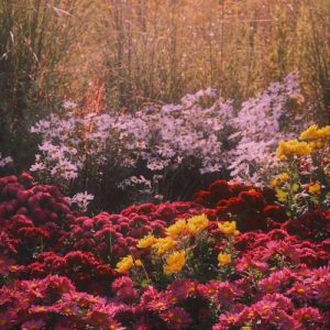 دانلود آهنگ پیشرو هورامی شله به ی